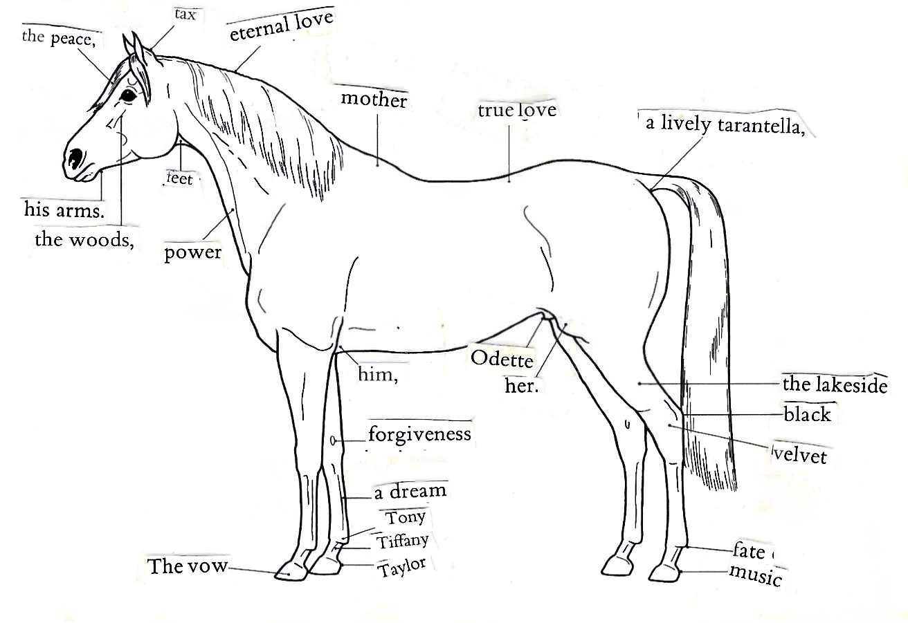 Diagram of a Horse